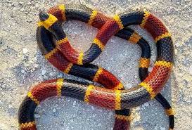 5 Facts About The Texas Coral Snake That Might Surprise You In 2021 Coral Snake Snake Snake Lovers