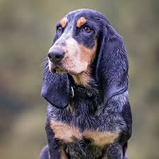 Maybe you would like to learn more about one of these? Basset Bleu De Gascogne Wisdom Panel German