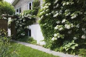 Die Richtigen Kletterpflanzen Fur Jeden Standort Myhomebook Kletterpflanzen Pflanzen Kletterhortensie