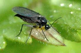 Flea beetles are small, dark beetles that jump like fleas when disturbed. Sciarid Flies Fungus Gnats Dummer Garden Manage Gfinger Is The Best Garden Manage App