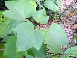 Image result for Azanza lampas