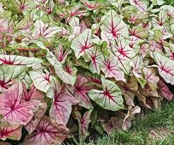 Caladium Bulbs White Queen Ship 3 Bulbs 2 Caladium Bulbs Are 1 To 1 1 2 Inches In Diameter In 2020 Caladium Foliage Plants Tropical Foliage