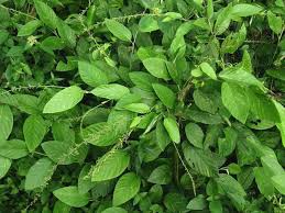 Image result for Pleurolobus