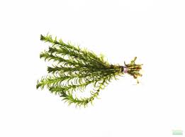 Image result for Elodea