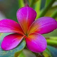 Pin On Frangipani