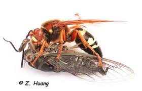In some cases, the yellow wings, red abdomen, and red legs are. Fs040 The Cicada Killer Wasp Rutgers Njaes