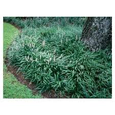 Immediate delivery with arrive alive plant it as an edging to your beds, under larger shrubs, as a replacement for a lawn, or in any spot where you need an attractive but low planting. Pin On G A R D E N Side Yard