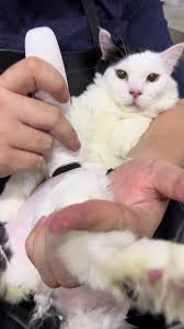 Hotel Cat Feeds Off Scraps