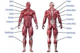 Human muscle system, the muscles of the human body that work the skeletal system, that are under voluntary control, and that are concerned with the following sections provide a basic framework for the understanding of gross human muscular anatomy, with descriptions of the large muscle groups. Human Muscular System Diagram Unlabeled Google Search Muscle Anatomy Human Muscle Anatomy Human Body Muscles