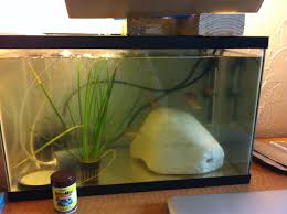 Aquaponic Fish Aquarium 10 Gallon Aquaponic