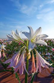 Image result for Crinum paludosum