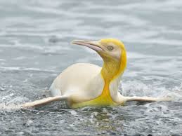 Happiness, solid sunshine, that summa mood, hundreds of sunflowers, pigtails, lemonade on a hot day, banana ice cream , little golden books, sun showers, pixie dust, dandelions , new crayons. Yellow Penguin Sighted For First Time Ever In South Atlantic The Independent