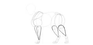 Start to add in additional lines for the claws on the paws and then add in details for the knuckles. How To Draw A Wolf Step By Step