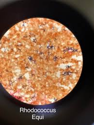 Image result for Rhodococcus equi