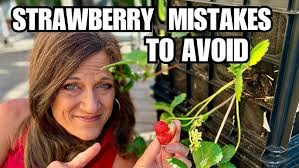 How to grow & harvest strawberry plants