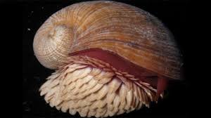 Laut terdalam di dunia kabarnya melebihi ketinggian pegunungan everst di himalaya. Ahli Kedalaman Laut Jepang Berhasil Abadikan Keong Dan Ikan Terdalam Tribunnews Com Mobile