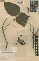 Image result for Mucuna poggei