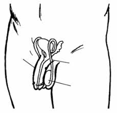 It is an erectile structure, and it is homologous to the penis. A Woman S Reproductive System Hesperian Health Guides
