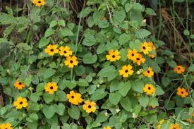 Image result for Thunbergia laborans