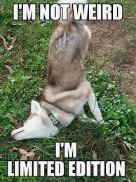 Cute Jokes Ppppphhhhhttttt I M Not Weird I M Limited Edition Cute Cutejokes Cutejokesforkids Cutej Funny Animal Jokes Funny Animals Funny Animal Memes