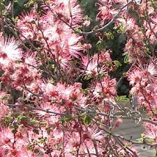 Check spelling or type a new query. Phoenix Desert Nursery Landscape Plants For The Arizona