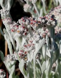 Image result for Vellereophyton dealbatum