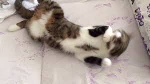 Kedi Videolari Mutlu Kedi Kedi Miriltisi Youtube