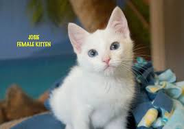 However, we are excited to offer remote adoptions using video conferencing! Josie Kitten Adoption Cat Adoption Kittens