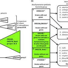 Image result for Aeschynomene abyssinica