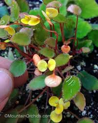 Image result for Begonia scutifolia