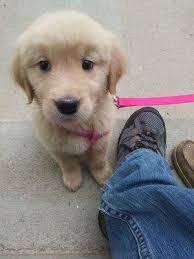 Brighter Days Dog Rescue, Boulder, CO 80305, US