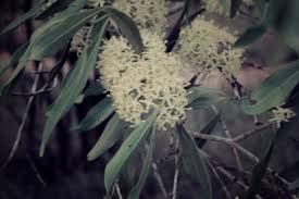 Image result for Psydrax fragrantissima
