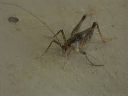 While crickets normally live outdoors, temperature changes and food or water shortages can drive them and other overwintering insects into houses. 5 Pests You May Find In Garages Basements In Maryland