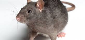 Speak with one of our experts today to learn. Pest Control Wolverhampton Pest Control Experts Wolverhampton Pestbusters