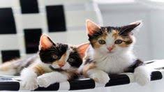 Arti mimpi kucing melahirkan tafsir mimpi kucing melahirkan yaitu akan sebuah pertanda baik yang akan datang apalagi buat kamu yang pebisnis akan ada nasib baik serta kemujuran. Oedhink Oedhink Profil Pinterest