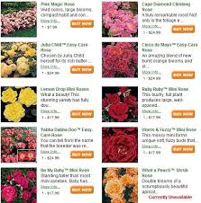Pictures Flowers Meaning Google Search Flower Meanings Rose Rise Wedding Flowers