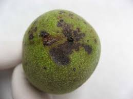 Image result for Walnut blight