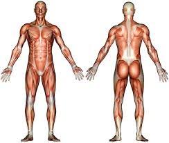 It should be noted that there are many more muscles in the body that are not addressed by this muscle anatomy diagram, however the. Major Muscle Groups Of The Human Body Diagram Quizlet