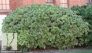 Variegated Mock Orange Pittosporum Tobira Variegata Civano Nursery