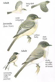 Eastern Phoebe Nature Birds Backyard Birds I Like Birds