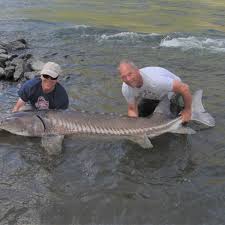 Последние твиты от sturgeon tales (@sturgeontales). U S Offers Some Amazing Large Fish To Catch Outdoors Hjnews Com