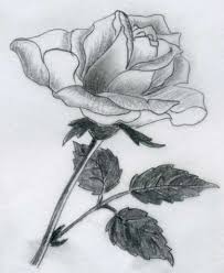 Various Rose Drawings Roses Drawing Flower Drawing Love Drawings