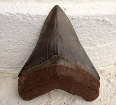 This was by far the best megalodon shark tooth hunting spot we've ver been to!! Megalodon Fossil Sites 772 539 7005 Fossil Hunting Tours Florida