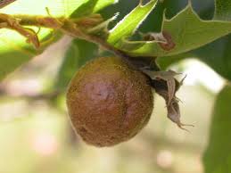 The sawtooth oak is hardy to usda zones five through nine, and grows to between 40 and 60 feet high, with a similar spread. What Is Growing On That Oak Tree
