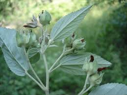 Image result for Melhania virescens