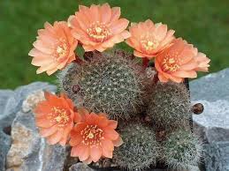Cactus is the correct spelling.some example sentences are:he sat on a cactus yesterday.the cactus is a very. Flor De Cactus 2 Cactus Flower Cactus Plants Cacti And Succulents