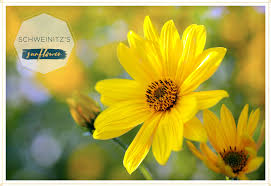 Annual herb, up to 18. 15 Most Beautiful Types Of Sunflowers Ftd Com
