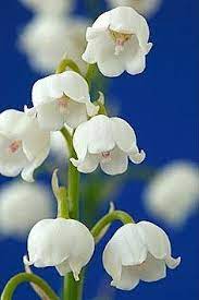 Lily Of The Valley Convallaria Majus Amazing Flowers Pretty Flowers Lily Of The Valley