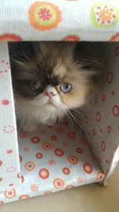 Pin By Ulvi On Iran Kedisi Mia Cute Animals Cats Animals