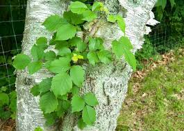 Check spelling or type a new query. Poison Ivy What You May Not Know The New York Times